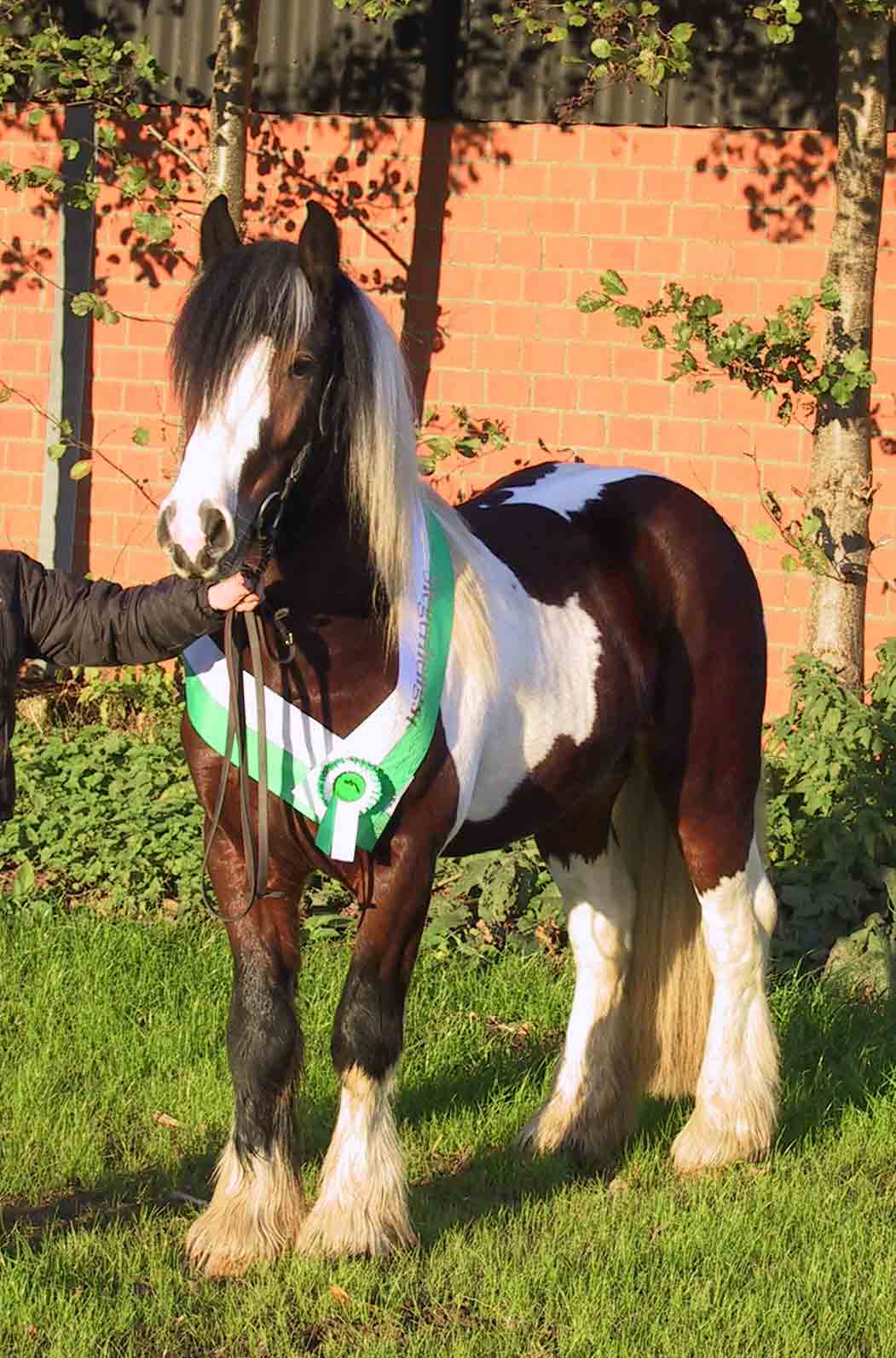 Simon nach der Hengstk�rung